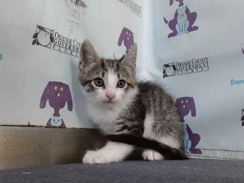 A606212 - Domestic Short Hair available for adoption