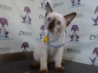 COCO - Photo 1