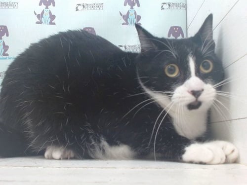 LUNA - Domestic Short Hair available for adoption