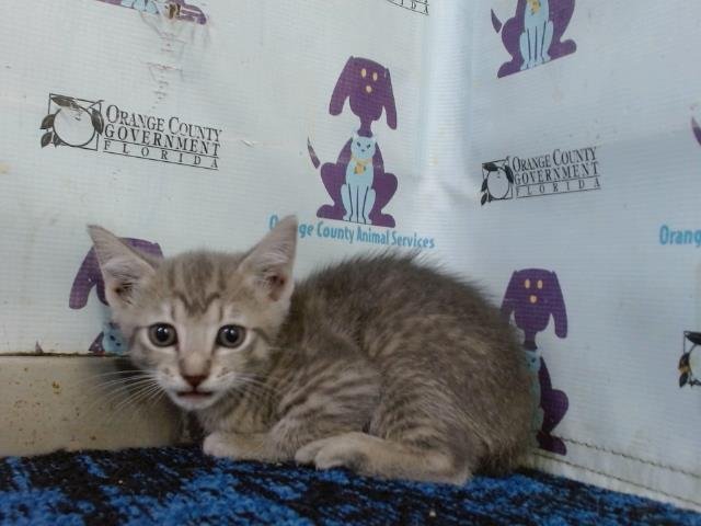 *LOLA - Domestic Short Hair available for adoption