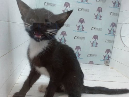 *SAMANTHA - Domestic Short Hair available for adoption