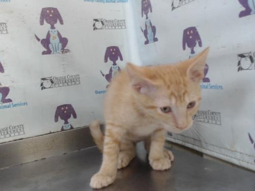 *FLINT - Domestic Short Hair available for adoption