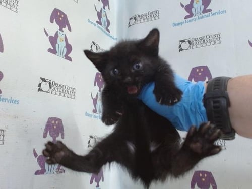 *ASTRID - Domestic Short Hair available for adoption