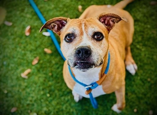 KAYLIE - Pit Bull Terrier available for adoption