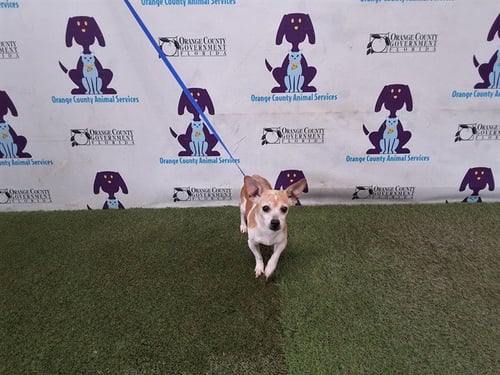 LATTE - Chihuahua available for adoption