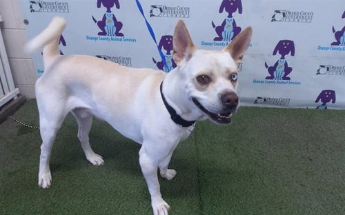 *HYDE - Siberian Husky available for adoption