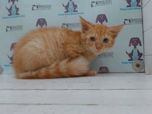 A605082 - Domestic Short Hair available for adoption