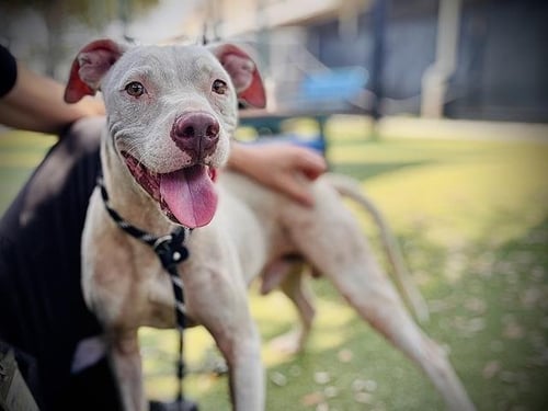BLANCO - Pit Bull Terrier available for adoption