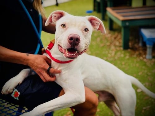 BLANCO - Pit Bull Terrier available for adoption