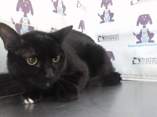 POPPY - Domestic Short Hair available for adoption