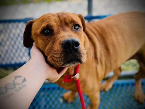 LITTLE BEAR - Pit Bull Terrier available for adoption