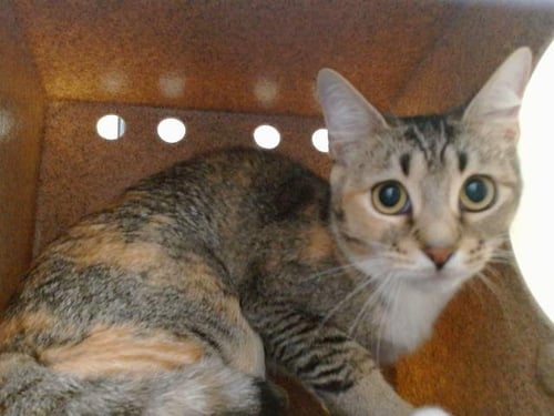 DIDI - Domestic Short Hair available for adoption
