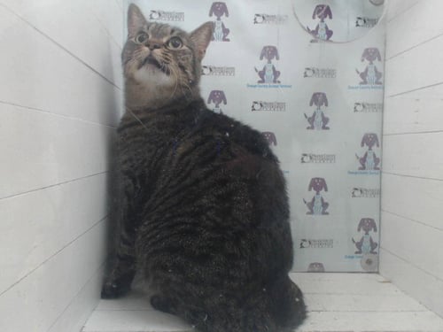 MAX - Domestic Short Hair available for adoption