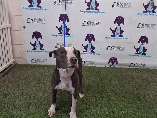 REX Image