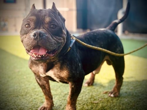 PORK CHOP - American Pit Bull Terrier available for adoption