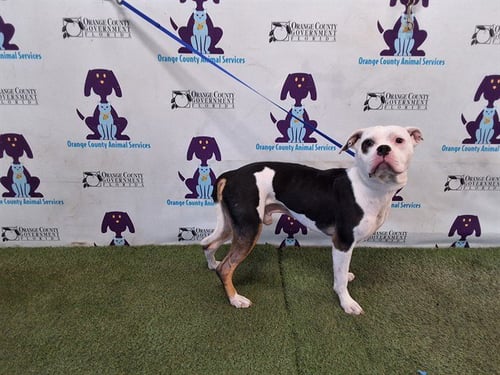 PANDA - American Bulldog available for adoption