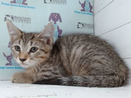 *DAHLIA - Domestic Short Hair available for adoption