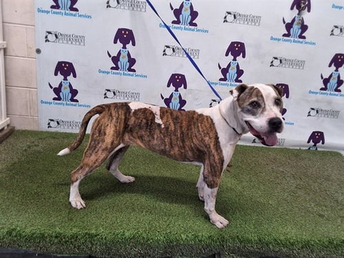 ROXY - Pit Bull Terrier available for adoption