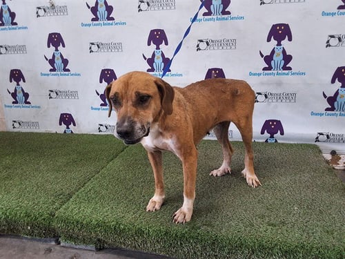 BABY GIRL - Black Mouth Cur / Rhodesian Ridgeback available for adoption