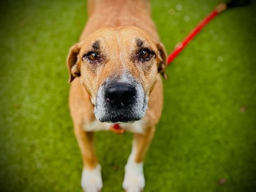 BABY GIRL - Black Mouth Cur / Rhodesian Ridgeback available for adoption