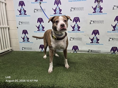 AILA - Pit Bull Terrier available for adoption