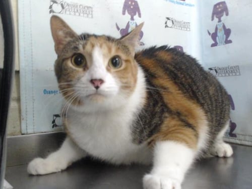 DAISY - Domestic Short Hair available for adoption