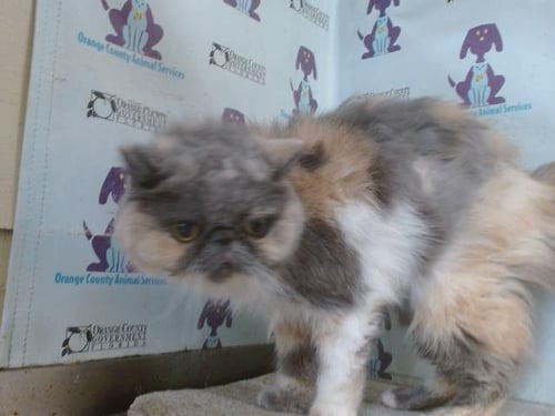 SQUISHY - Exotic Shorthair available for adoption