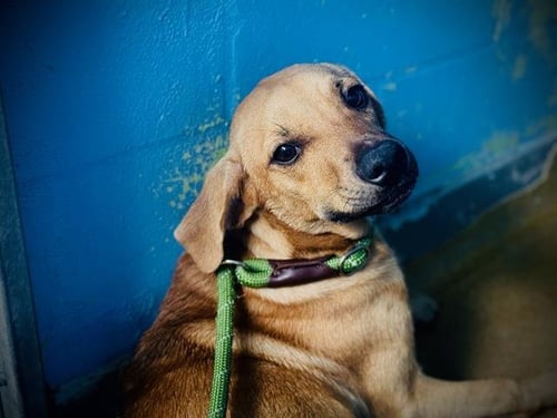 SUPER DAVE - Boxer available for adoption