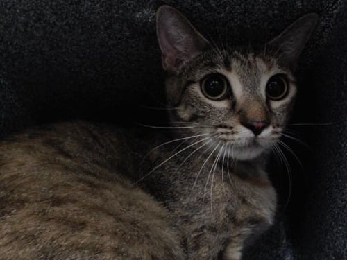 A595519 - Domestic Short Hair available for adoption