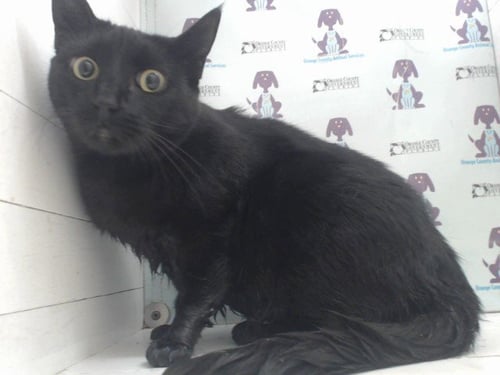 WOLFIE - Domestic Short Hair available for adoption