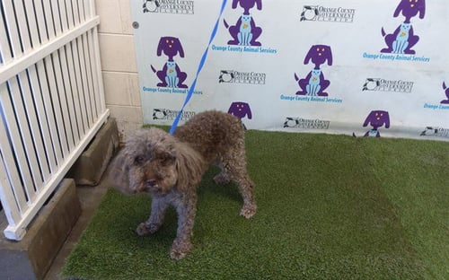CHARLIE - Poodle (Miniature) available for adoption