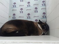 LUNA - Photo 1