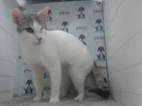 OLIVE - Photo 1
