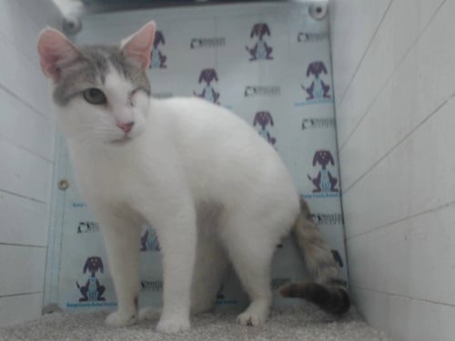 OLIVE - Domestic Short Hair available for adoption