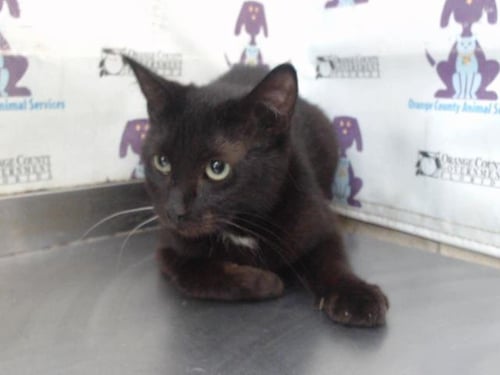 LEONARA - Domestic Short Hair available for adoption