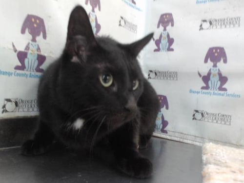 MICK FLEETWOOD - Domestic Short Hair available for adoption