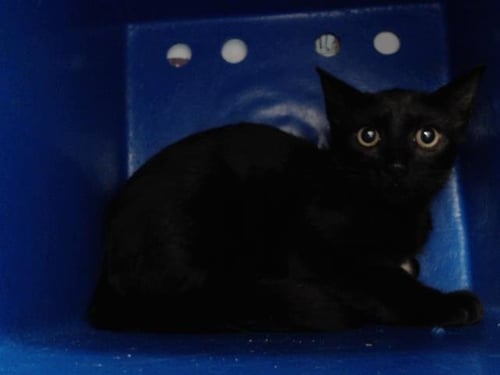 *DOMINIC - Domestic Short Hair available for adoption