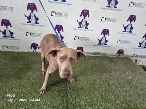 *SHEILA - Pit Bull Terrier available for adoption
