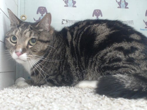 BOOTS - Domestic Short Hair available for adoption