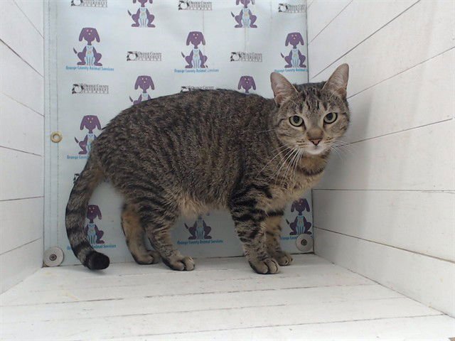 PURAH - Domestic Short Hair available for adoption