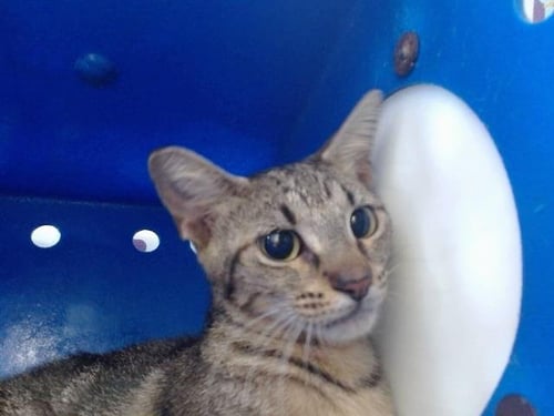 A605010 - Domestic Short Hair available for adoption