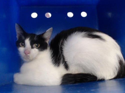 *OREO - Domestic Short Hair available for adoption