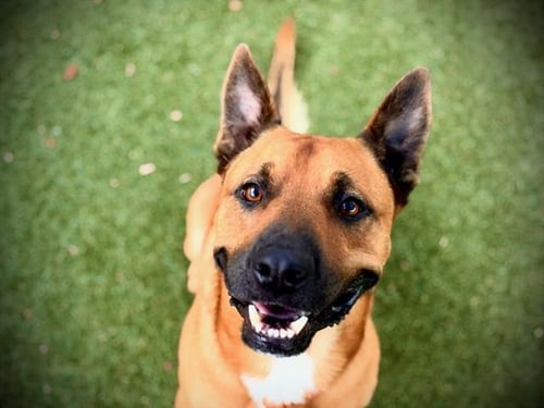 *MAZE - Black Mouth Cur available for adoption