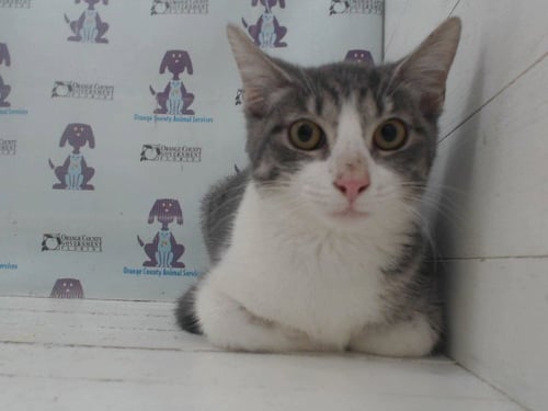 *CAREY - Domestic Short Hair available for adoption