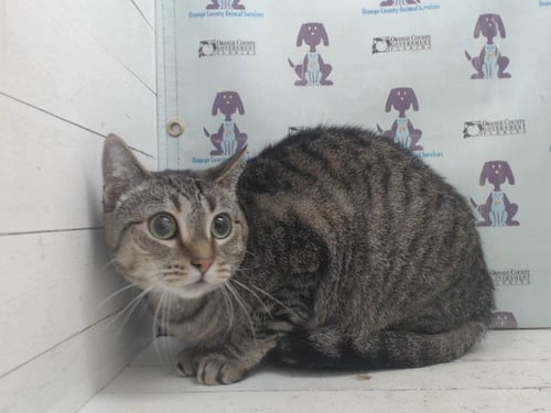 DARLA - Domestic Short Hair available for adoption