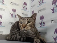 MOUSE - Photo 1