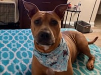 BAILEY PEARL - Photo 1