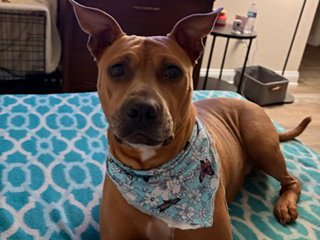 BAILEY PEARL - Pit Bull Terrier available for adoption