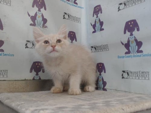 TITAN - Domestic Short Hair available for adoption