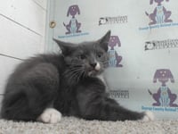 *MARLOW - Photo 1